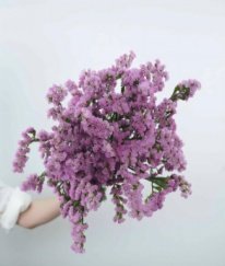 Statice Pink