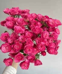 Spray Rose Sofia Baby