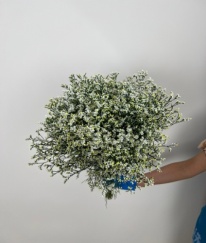 Limonium Minsty White