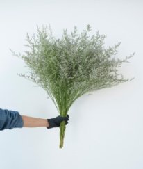 Limonium Minsty Blue
