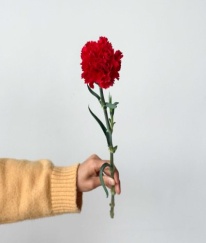 Sim Carnation Hongfu