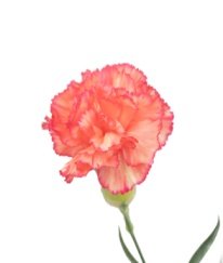 Spray Carnation Joy