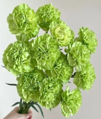 Sim Carnation Green