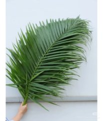Greens Chrysalidocarpus