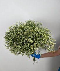 Limonium Minsty Yellow