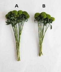 Green Trick A Class