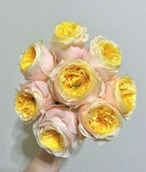 Garden Rose Teresa