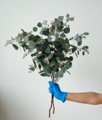 Eucalyptus Populus Whit Silver Pods