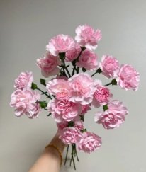 Spray Carnation Pink