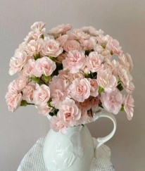 Spray Carnation Fleeting Time
