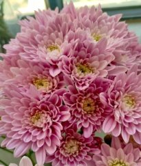 Chrysanthemum Spray Veronica