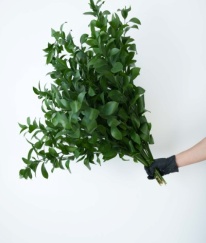 Greens Ruscus