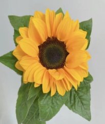 Sunflower Std