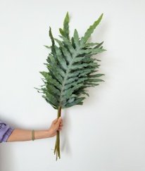 Greens Blue Star Fern