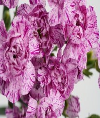 Spray Carnation Lollipop