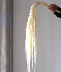 Amaranthus White