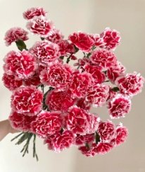 Spray Carnation Scarlett