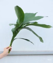 Greens Aspidistra