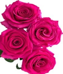 T-Hybrid Rose Pink Floyd