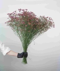 Limonium Minsty Red