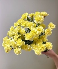 Spray Carnation Yellow