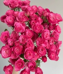 Spray Rose Sofia Baby