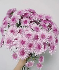 Chrysanthemum Spray Dente Pink