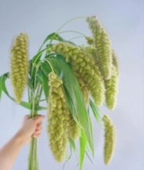 Bear Tail Bear Tail