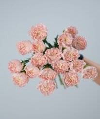 Sim Carnation Shimmer