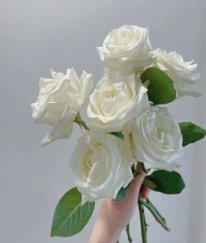 T-Hybrid Rose Proud