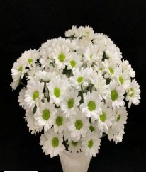 Chrysanthemum Spray Kennedy White