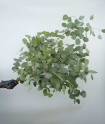 Eucalyptus Populus