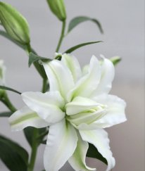 Rose Lily Aisha Multi Heads