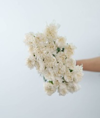 Sim Carnation White