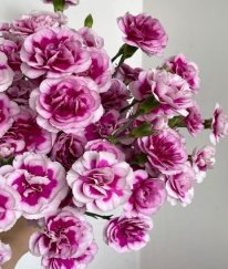Spray Carnation Fashion Prince