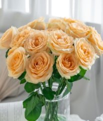 T-Hybrid Rose Champagne