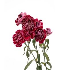 Spray Carnation Purple Butterfly
