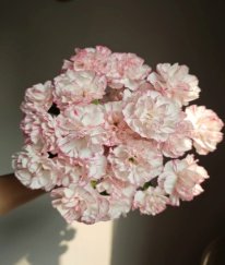 Spray Carnation Chinese Cabbage