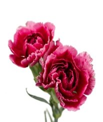 Spray Carnation Crown Prince