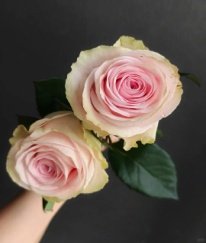 Premium Rose Dina