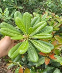 Greens Pittosporum Leave