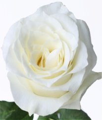 Premium Rose Proud