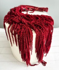 Amaranthus Burgundy