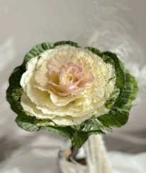 Brassica White