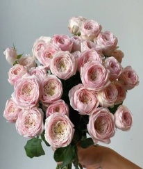 Spray Rose-Mansfiled Park