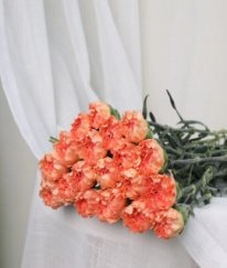 Sim Carnation Orange