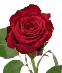 Premium Rose Adora