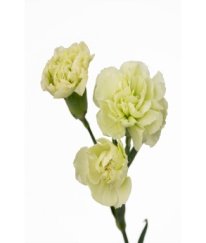Spray Carnation Green Tea