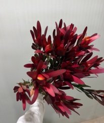 Spray Leucadendron Broad Leaf Red