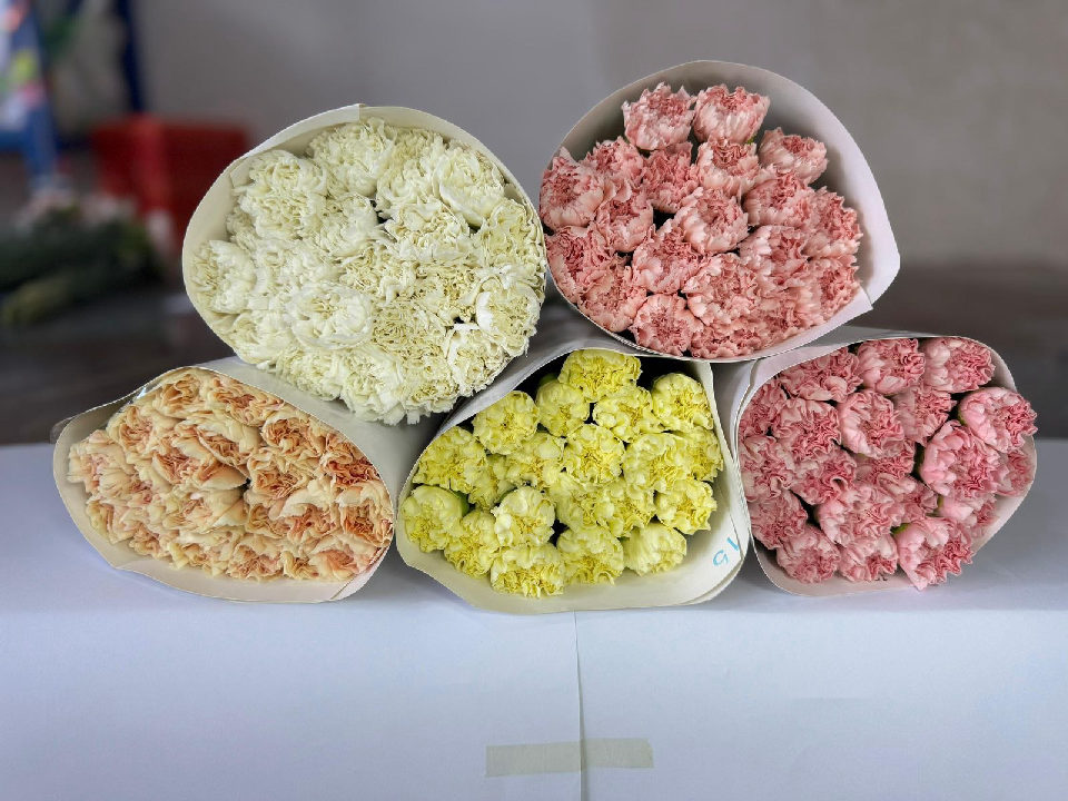 Sim Carnation Mix